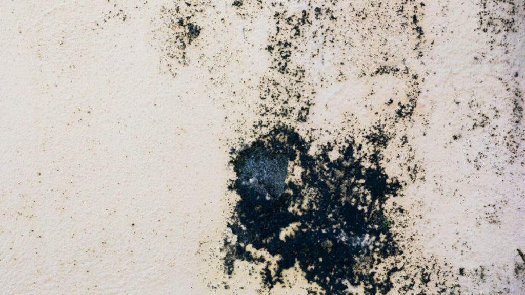 Black mold growth on a beige wall.