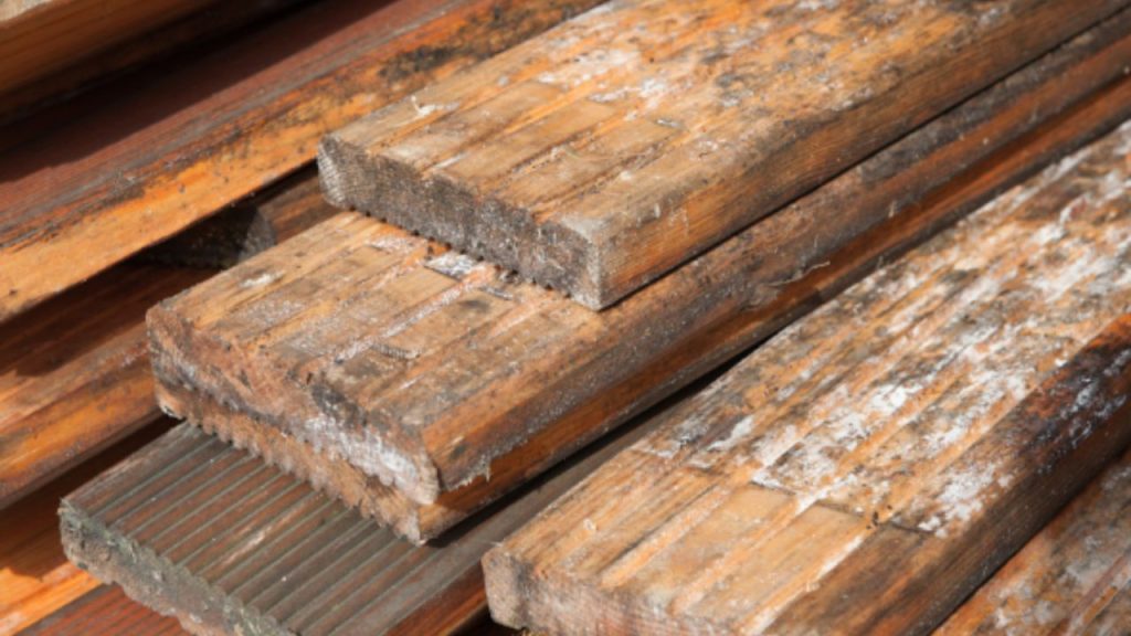 An image of mold on wood.
