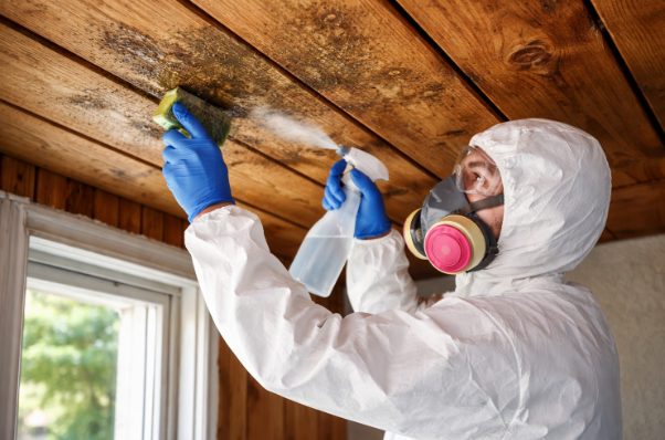A professional removing mold from wood.
