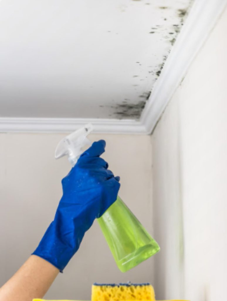 A professional cleaning mold on the wall.