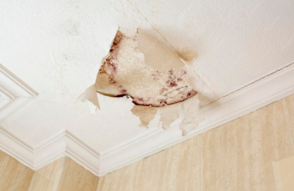 Image of mold growth in ceiling.